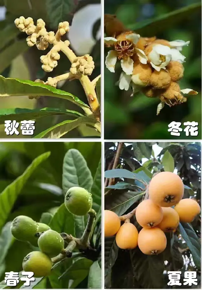 6.20走进老区看产业1710.png